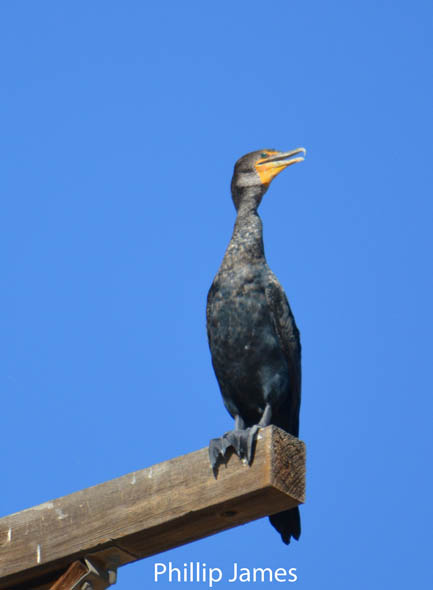  Double-breasted Cormorant